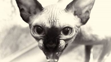 14 Fascinating Things You Never Knew About Sphynx Cats