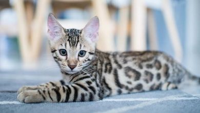 Best Spotted Cat Names: List of 150+ Names for Spotted Cats