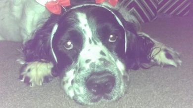 14 Funny Springer Spaniels Who are Tired of Christmas