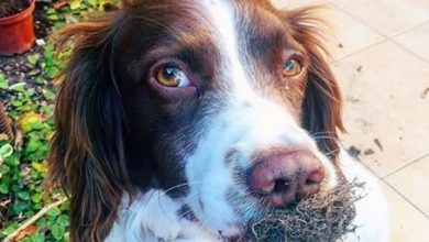 14 Things Only Springer Spaniel Owners Will Understand