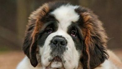 14 Reasons Why You Should Never Own St. Bernards