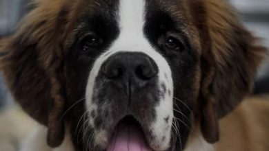 14 Facts About Massive And Huge Saint Bernards