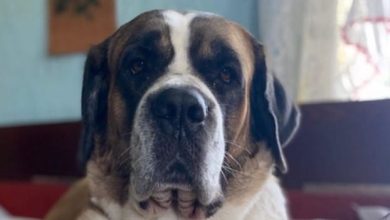 15 Things Only St. Bernard Owners Will Understand
