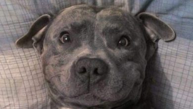 14 Facts About Staffordshire Bull Terriers