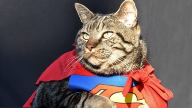 180 Superhero Cat Names – Inspired by Marvel, Disney & More