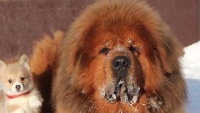 16 Cute Pictures Showing the True Temperament of Tibetan Mastiffs