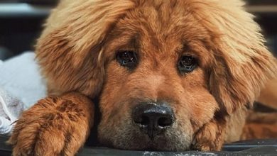 14 Facts About Tibetan Mastiffs That Will Fascinate You To Have One