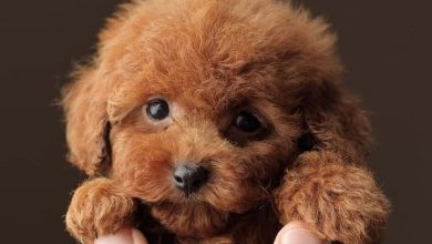 14 Toy Poodles That Will Brighten Your Day Immediately