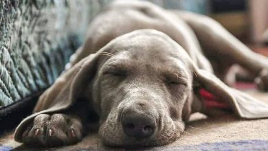 14 Things Only Weimaraner People Know