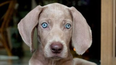 14 Reasons Why You Should Never Own Weimaraners