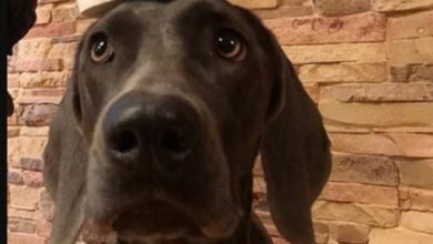 14 Funny Weimaraner Pictures Explaining Why You Shouldn’t Make Stock Of Toilet Paper For The Quarantine