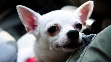 White Chihuahua Names: 75 Best Names for White Chihuahuas