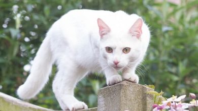 Top 200 White Female Cat Names for Adorable White Kittens