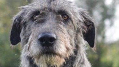 14 Reasons Why You Should Never Own Irish Wolfhounds