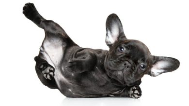 Yoga Dog Names – 60+ Yoga Based Dog Names And Their Meanings