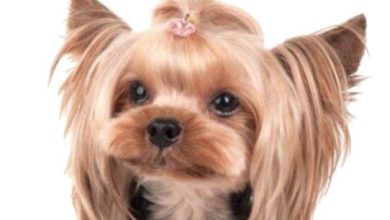 14 Haircut Decisions For Your Yorkshire Terrier