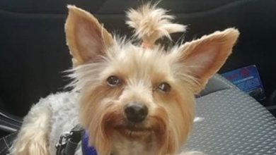 14 Things Only Yorkie Owners Will Understand