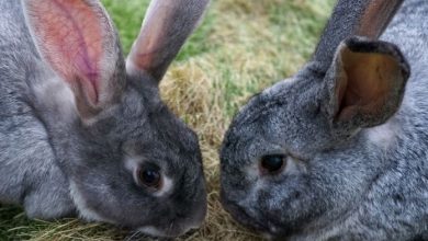 150+ Grey Rabbit Names – List of Popular Name Ideas For Grey Rabbits