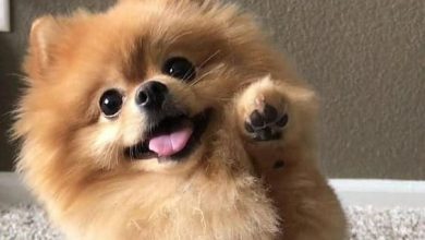 14 Pomeranian Pictures to Brighten Your Day