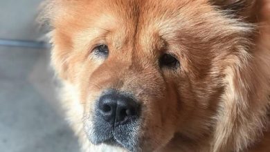 14 Things You Have to Know About the Chow Chow