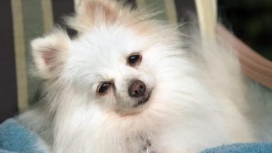15 Reasons Why Your Pomeranian Stares at You