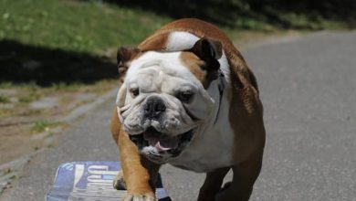 14 Hobbies Of Bulldogs To Surprise You