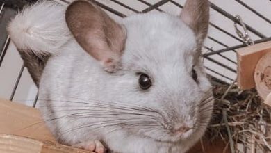 14 Incredible Facts About Chinchillas