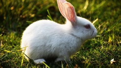 200+ White Rabbit Names: Names For Male & Female White Rabbits