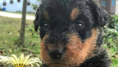 14 Versatile Facts About the Airedale Terrier