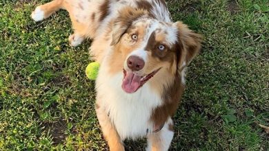 14 Interesting Facts About Australian Shepherds You Probably Didn`t Know