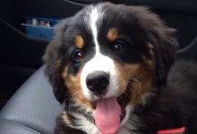 14 Stocky Facts About Bernese Mountain Dogs