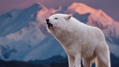 Best 70+ White Wolf Names: Male And Female