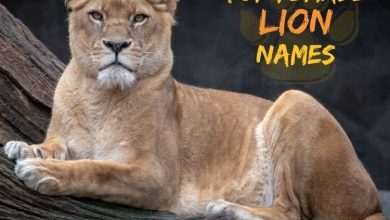 30+ Top Female Lion Names | Best Names For A Lioness