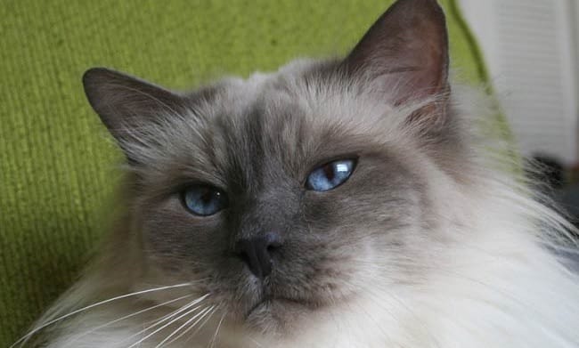 14 Silky Facts About Birman Cats