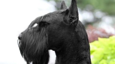 14 Mysterious Facts About The Black Russian Terrier