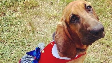 14 Halloween Costumes for Bloodhounds