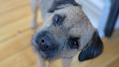 14 Reasons Why You Should Get A Border Terrier Right Now!