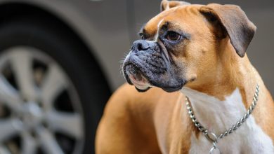 Boxer Dog Exercise: The Ultimate Guide to a Healthy Canine