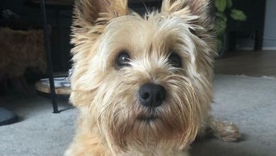 14 Things You Didn’t Know About the Cairn Terrier