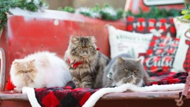 Snap the Purr-fect Pose: A Guide for Cat Christmas Photoshoot