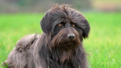 14 Fascinating Facts About Catalan Sheepdogs
