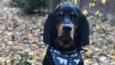 14 Interesting Facts About Coonhounds