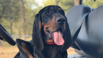 14 Wonderful Reasons to Adore Black and Tan Coonhounds