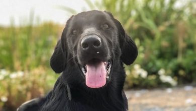 14 Facts About Flat-coated Retrievers