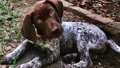 14 Things Only German Shorthaired Pointer Owners Understand