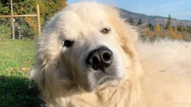 14 Things You Didn’t Know About the Great Pyrenees