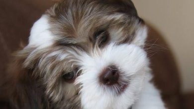 14 Things You Need to Know About Feeding Your Havanese Dog