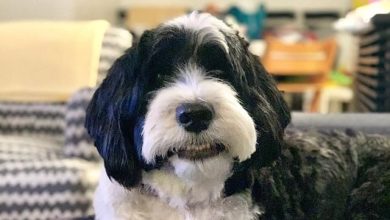 14 Things You Didn’t Know About the Portuguese Water Dog