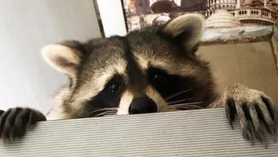 14 Funny Pictures Proving That Raccoons are the Best Pets Ever