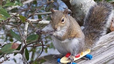 15 Things That Squirrels Love To Do